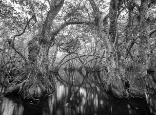 Everglades Slough