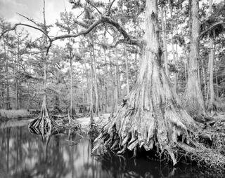 Fisheating Creek 10
