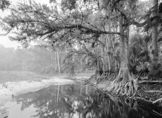 Fisheating Creek 11