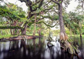 Fisheating Creek live Oak #6