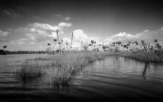 North Florida Salt Marsh #1