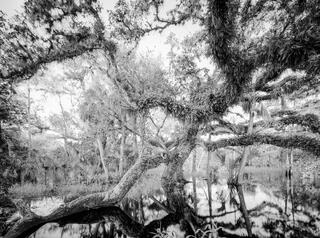 Fisheating Creek 6