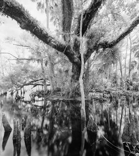 Fisheating Creek #29
