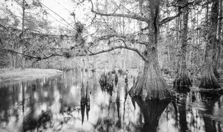 Fisheating Creek 7