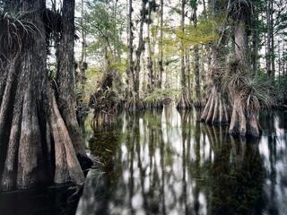 Gator Hook Dome #5