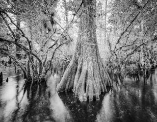 Jack's Branch #1