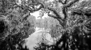 Fisheating Creek #18