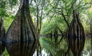 Suwannee River Valley #21