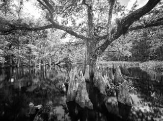 Memorial Tree
