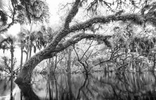 Myakka River in the Rain