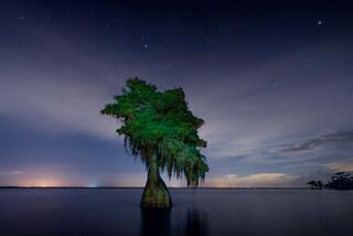 Cypress Lake Night #1