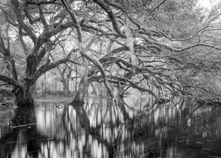 oak garden is a secret spot that is small, yet loaded with photographic possibilities