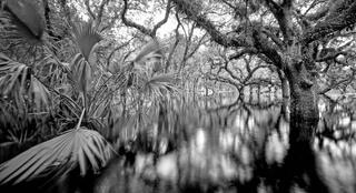 Fisheating Creek #3