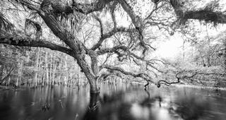 Oak in the Rain