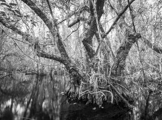 Pond apple slough