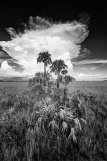 Sabal Prairie