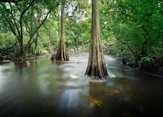 Shell Creek #11