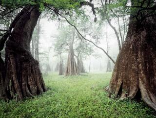 Suwannee River Valley #16