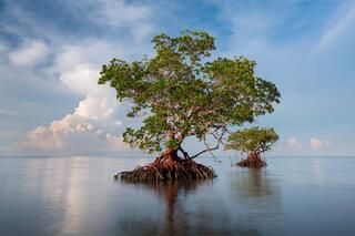 Ten Thousand Islands #6