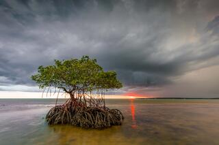 Ten Thousand Islands Storm #6