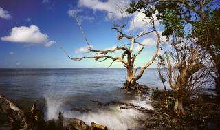 Ten Thousand Islands #1