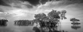 Ten Thousand Islands 5