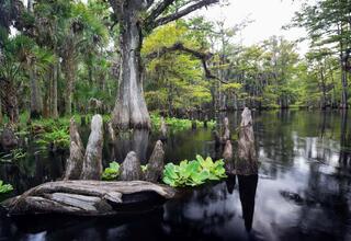 Fisheating Creek #29