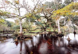 Fisheating Creek Live Oak #1