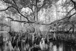 Fisheating Creek Tree hugger #2