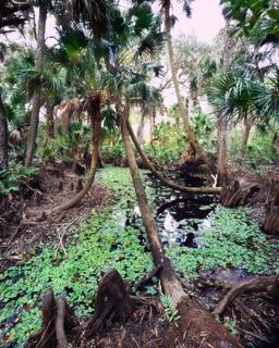 Hidden Lagoon #1