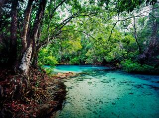 Weeki Wachee #1