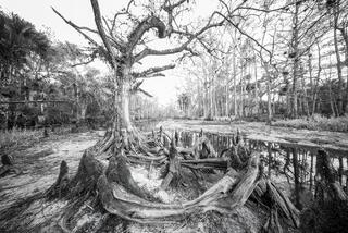 Fisheating Creek #26