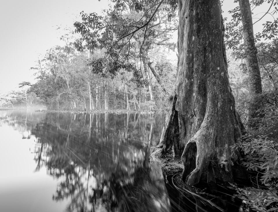Silver River #2