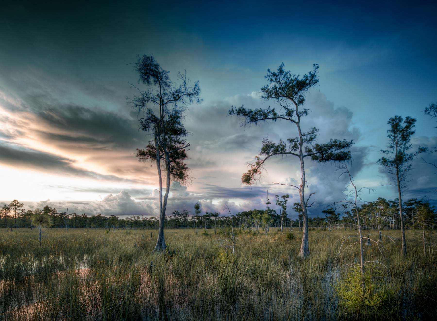 The Big Cypress National Preserve is the Western part of the Everglades ecosystem. It is a vast swamp of over 729,000 acres....