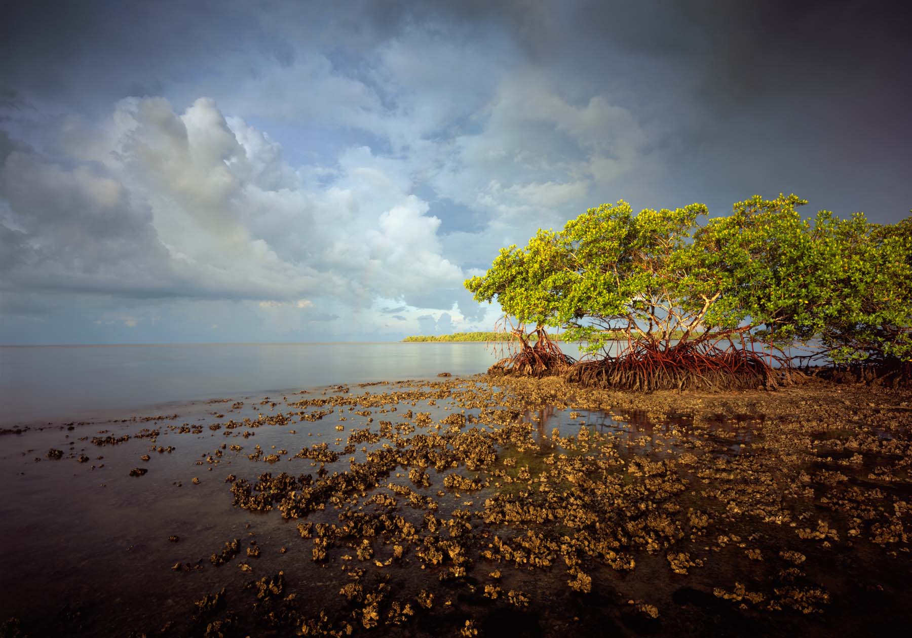 The Ten Thousand Islands gets it’s name because of the thousands of small mangrove islands that help create a barrier, protecting...