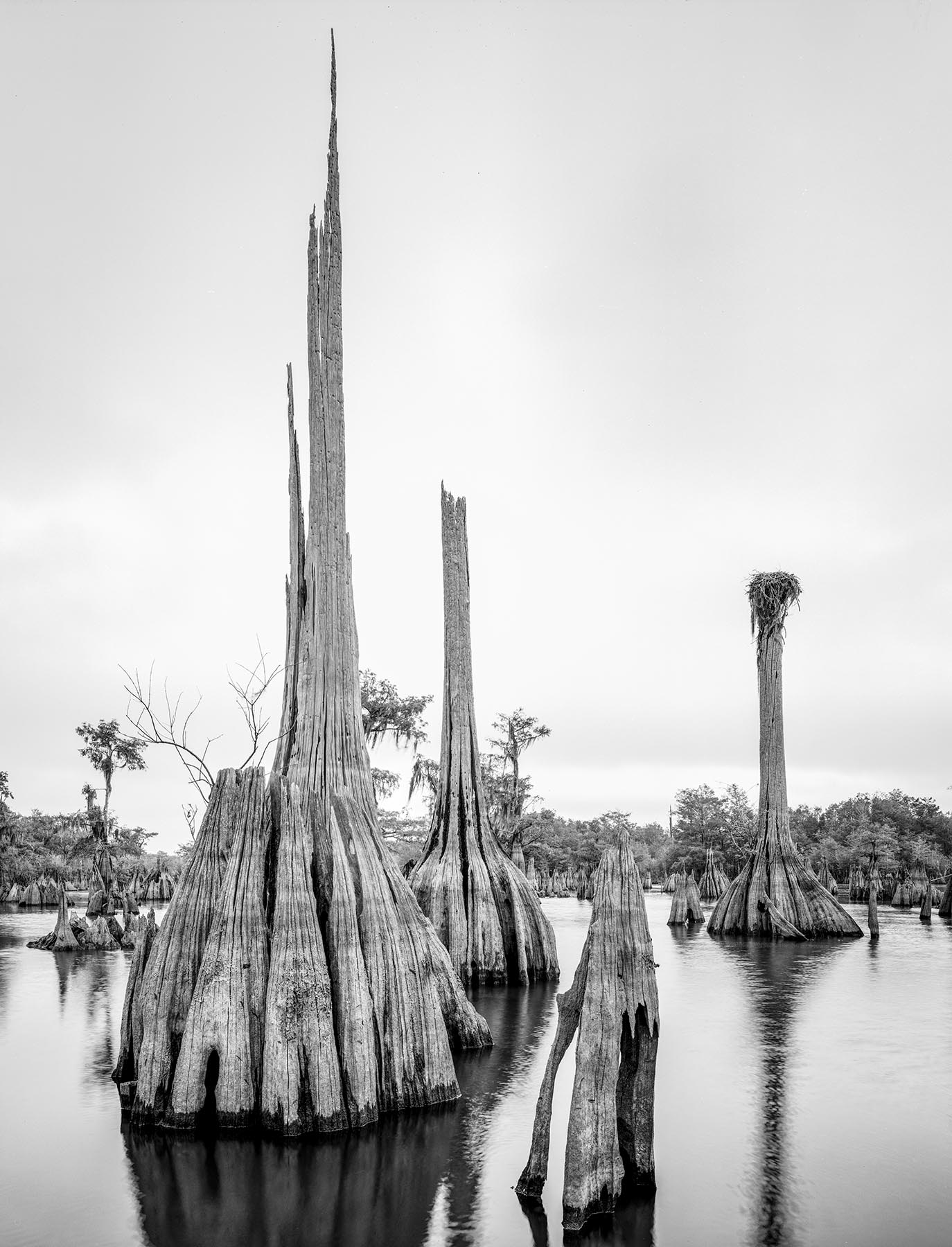 I refer to this lake as a Cypress tree museum. Most of our large Cypress were cut dow about 100 years ago. These trees being...