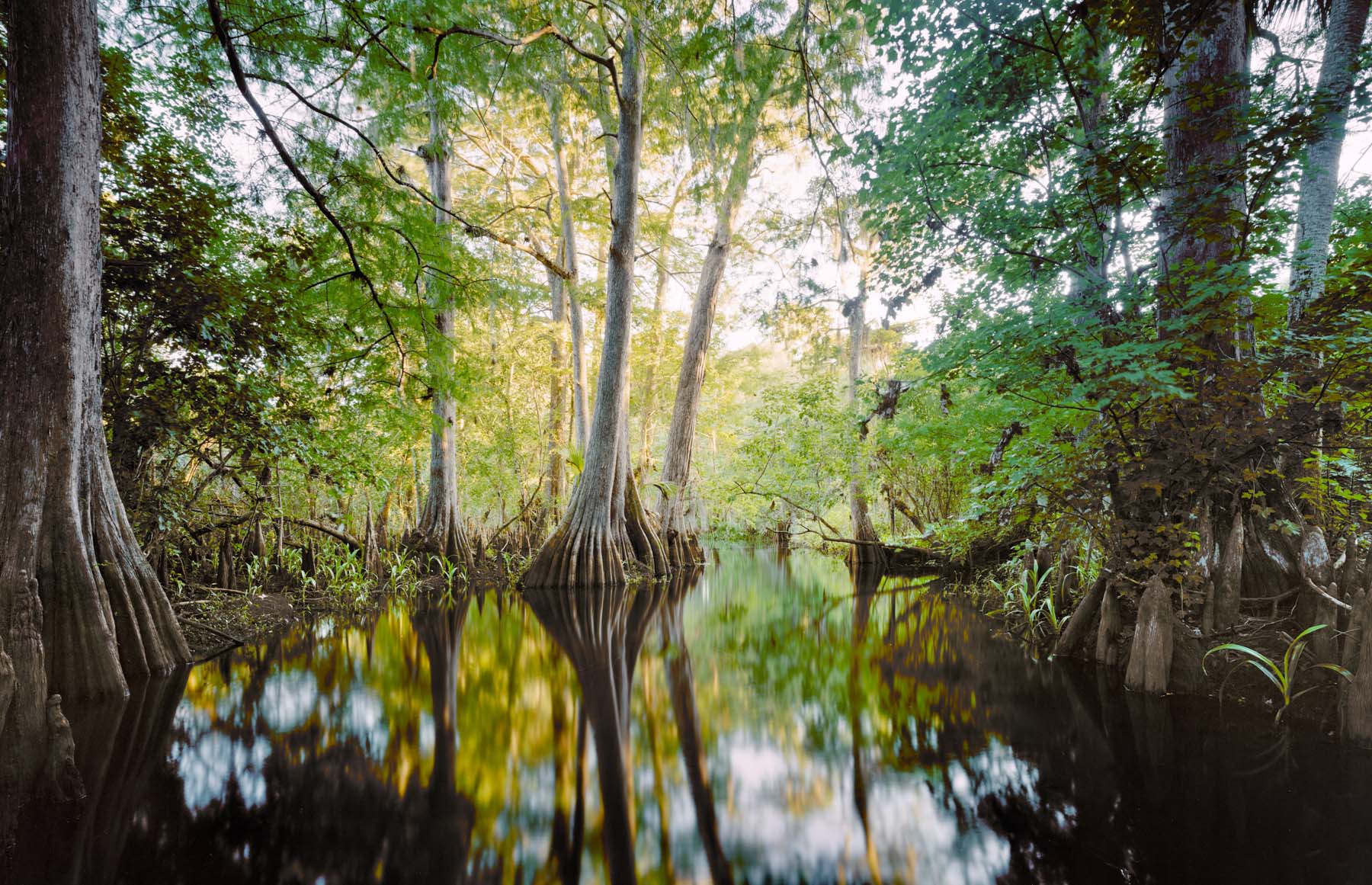 Loxahatchee River #1