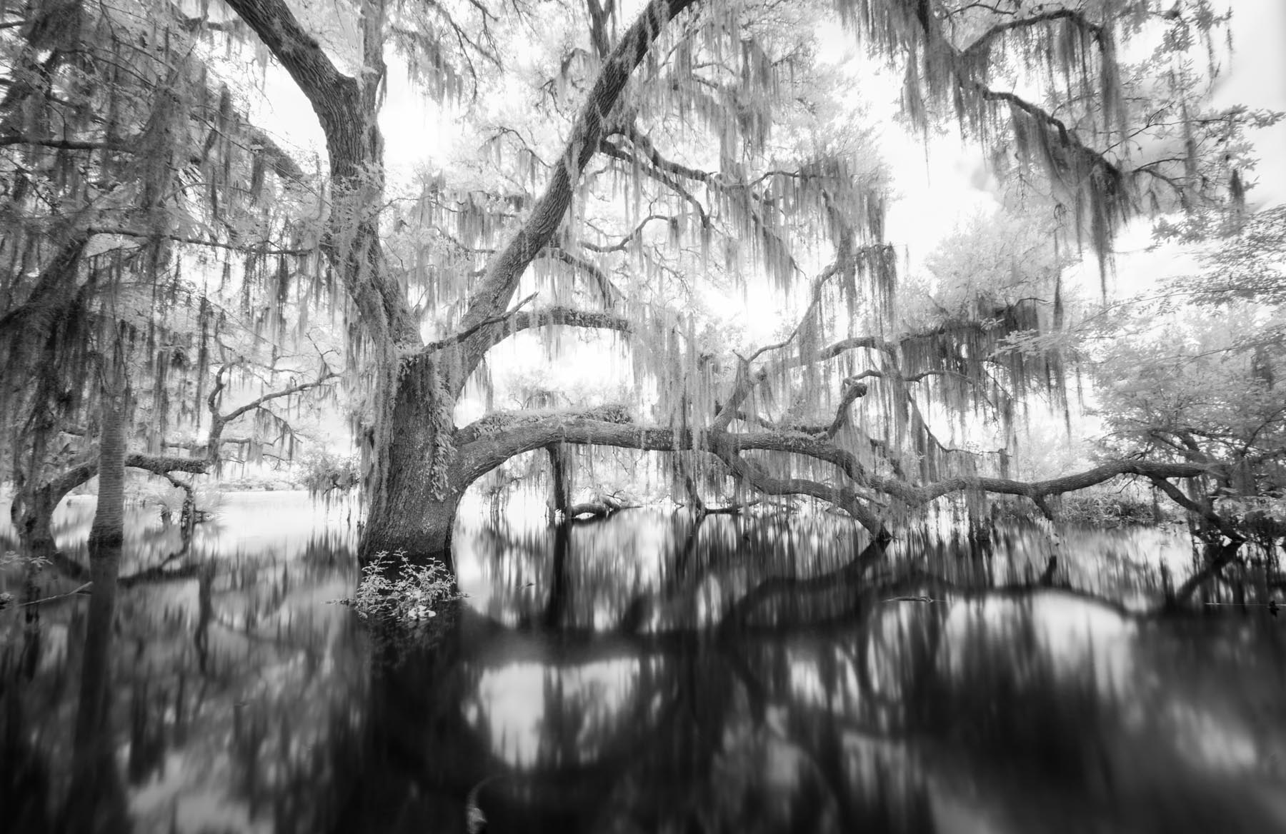 Myakka River State Park #4