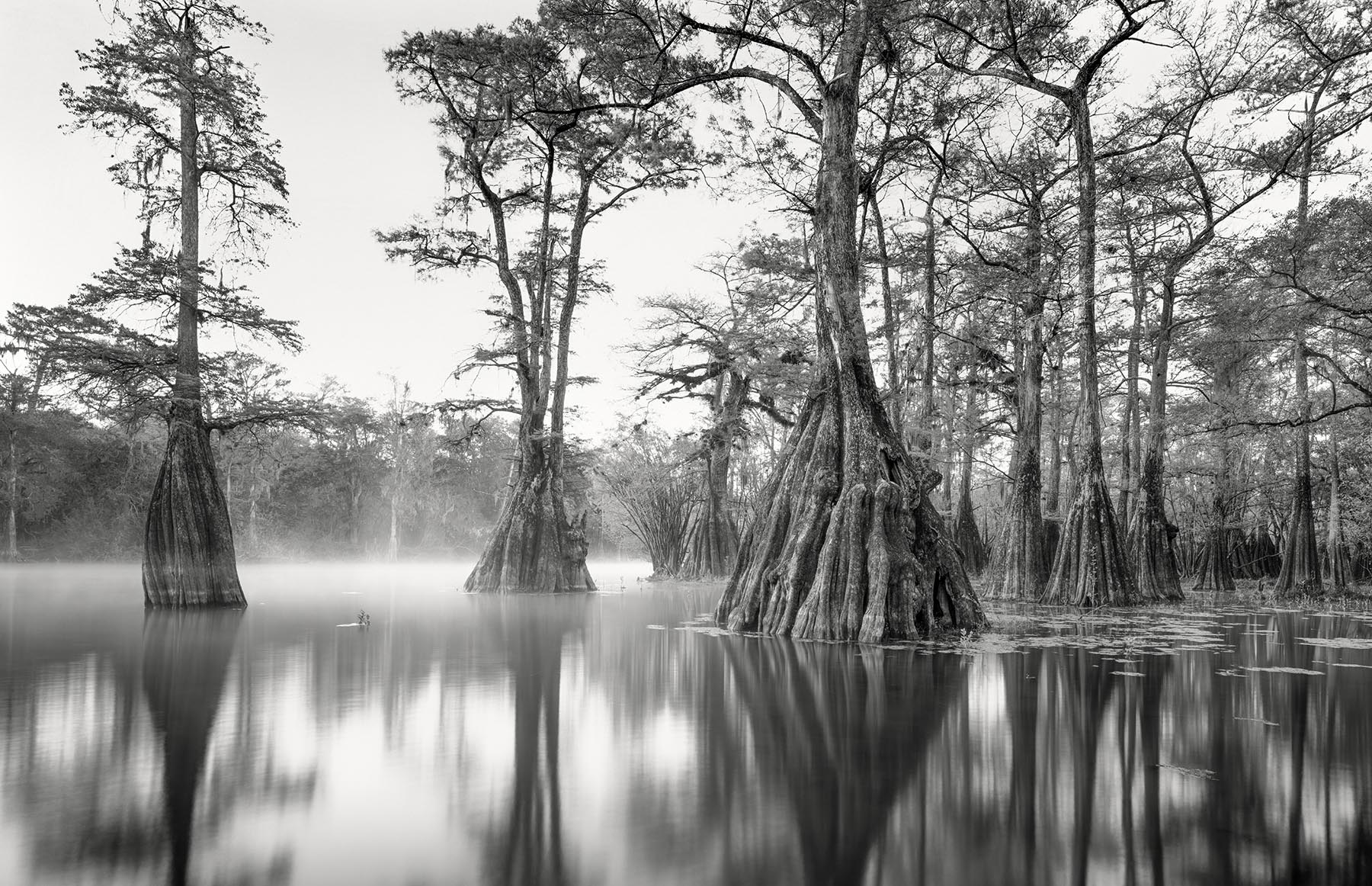 I found this scene on my first trip exploring the Suwannee River Valley. My friend Kevin and I discovered this spot late on our...