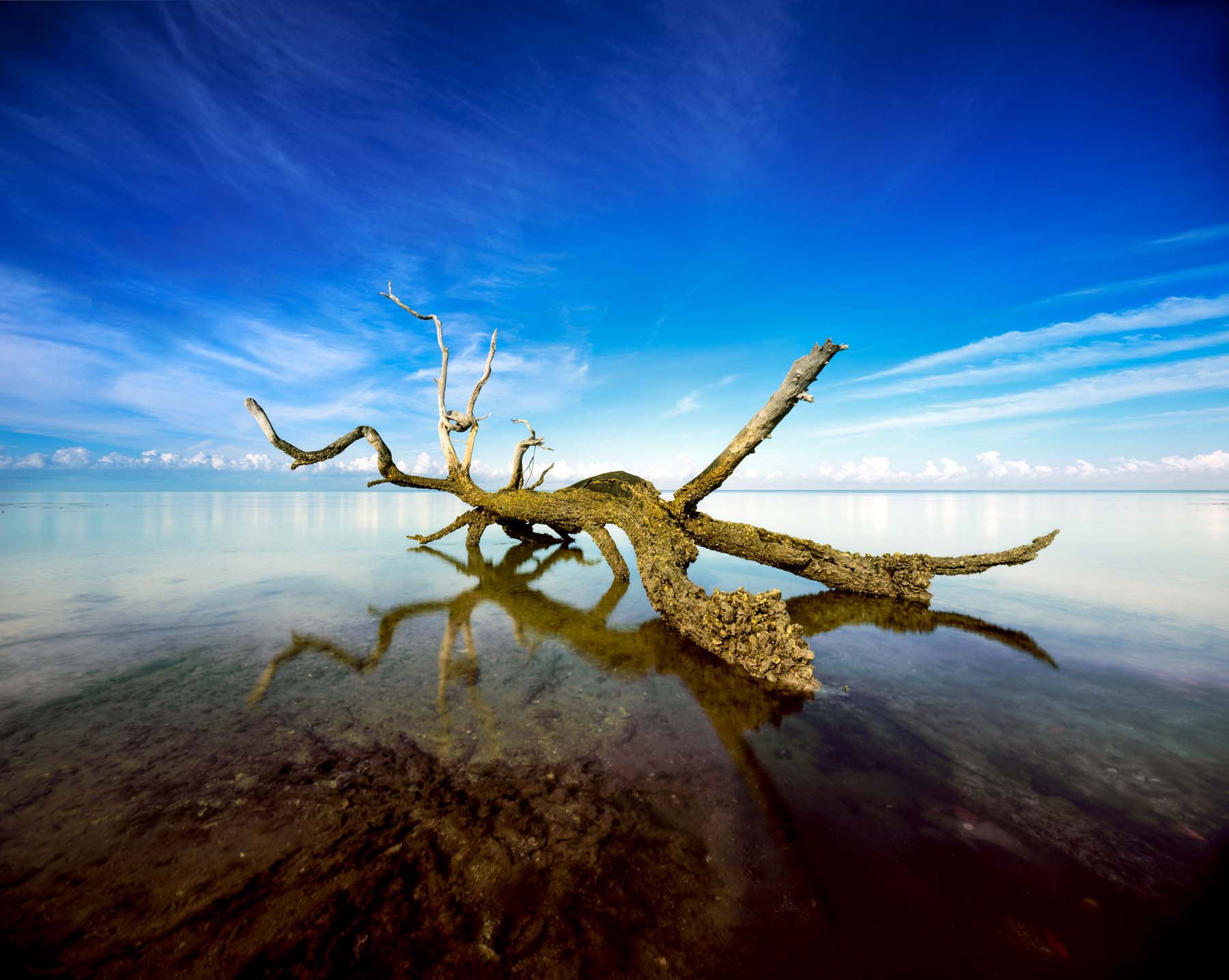 The Ten Thousand Islands gets it’s name because of the thousands of small mangrove islands that help create a barrier, protecting...