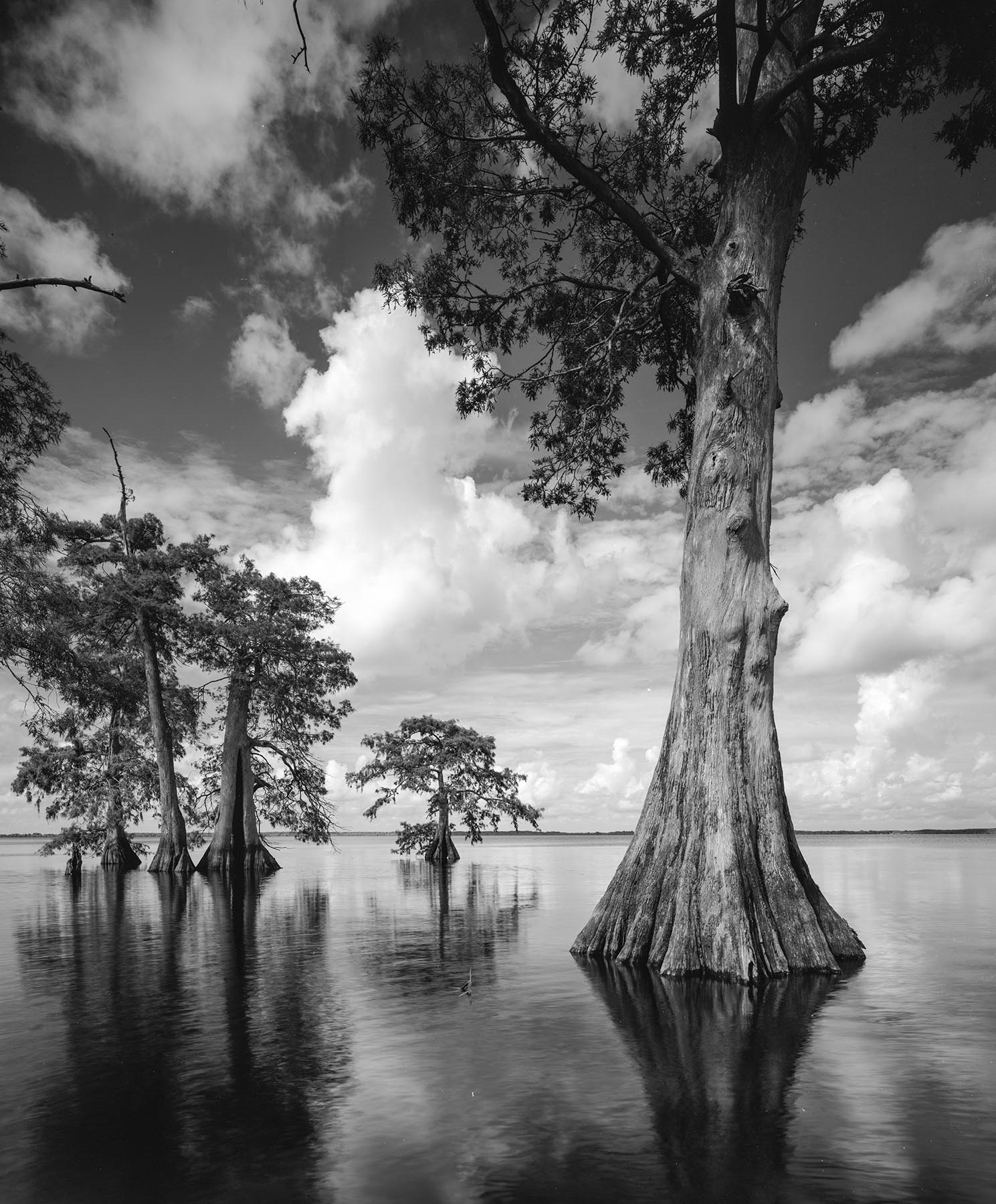 I love making tree portraits, this cypress tree appears to have a face. It reminds me of the Disney movie, Beauty and the Beast...