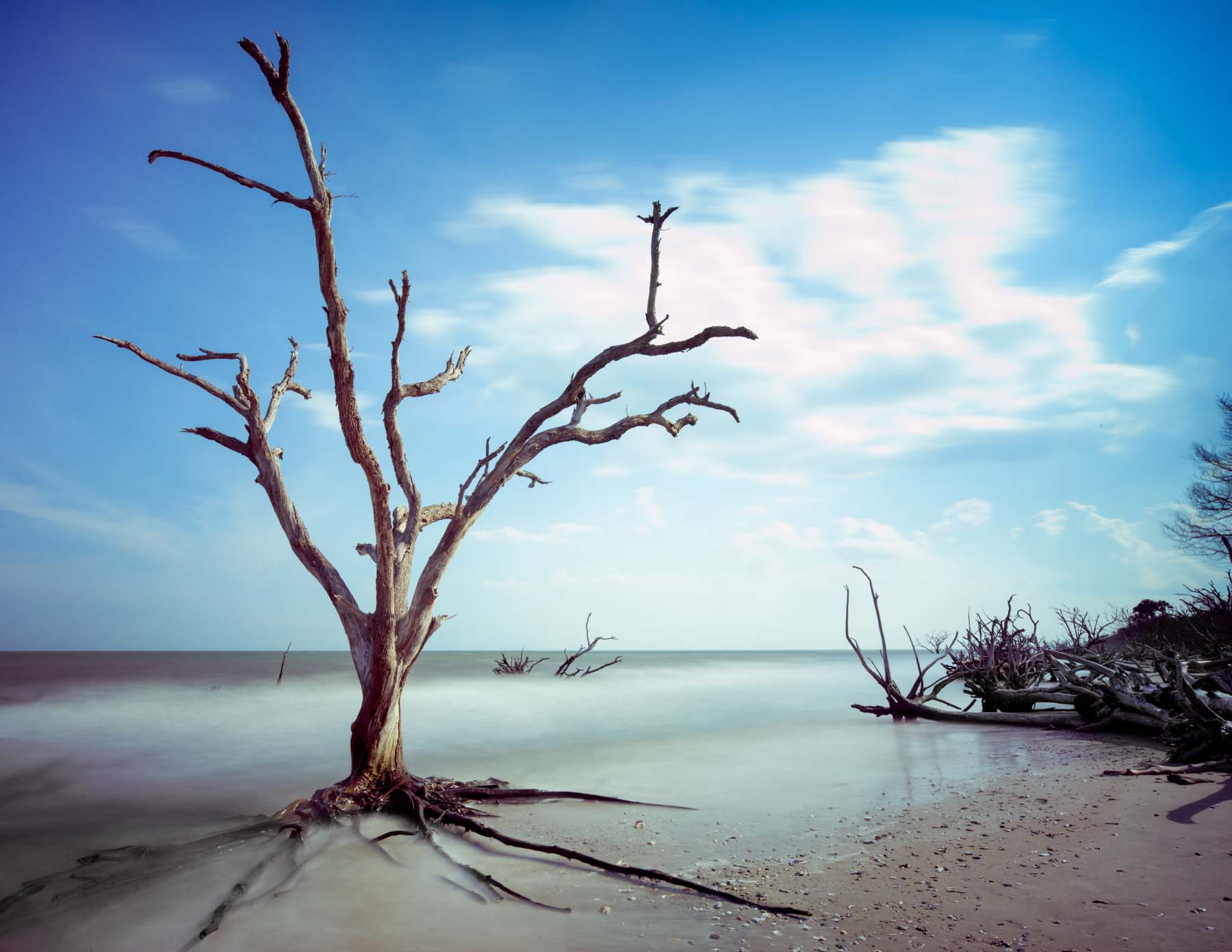 Botany Bay is a beach area located on Edisto Island South of Charleston South Carolina. This driftwood beach has been left undisturbed...