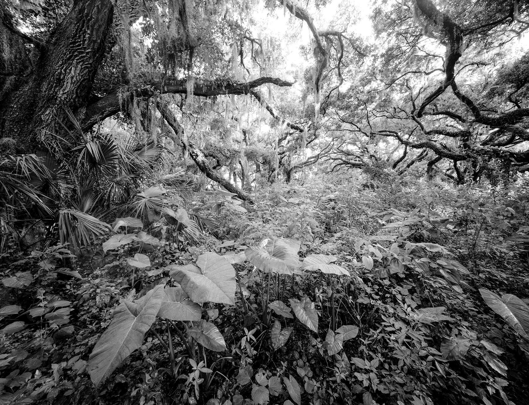 Hidden Hammock 1 John Brady Photography