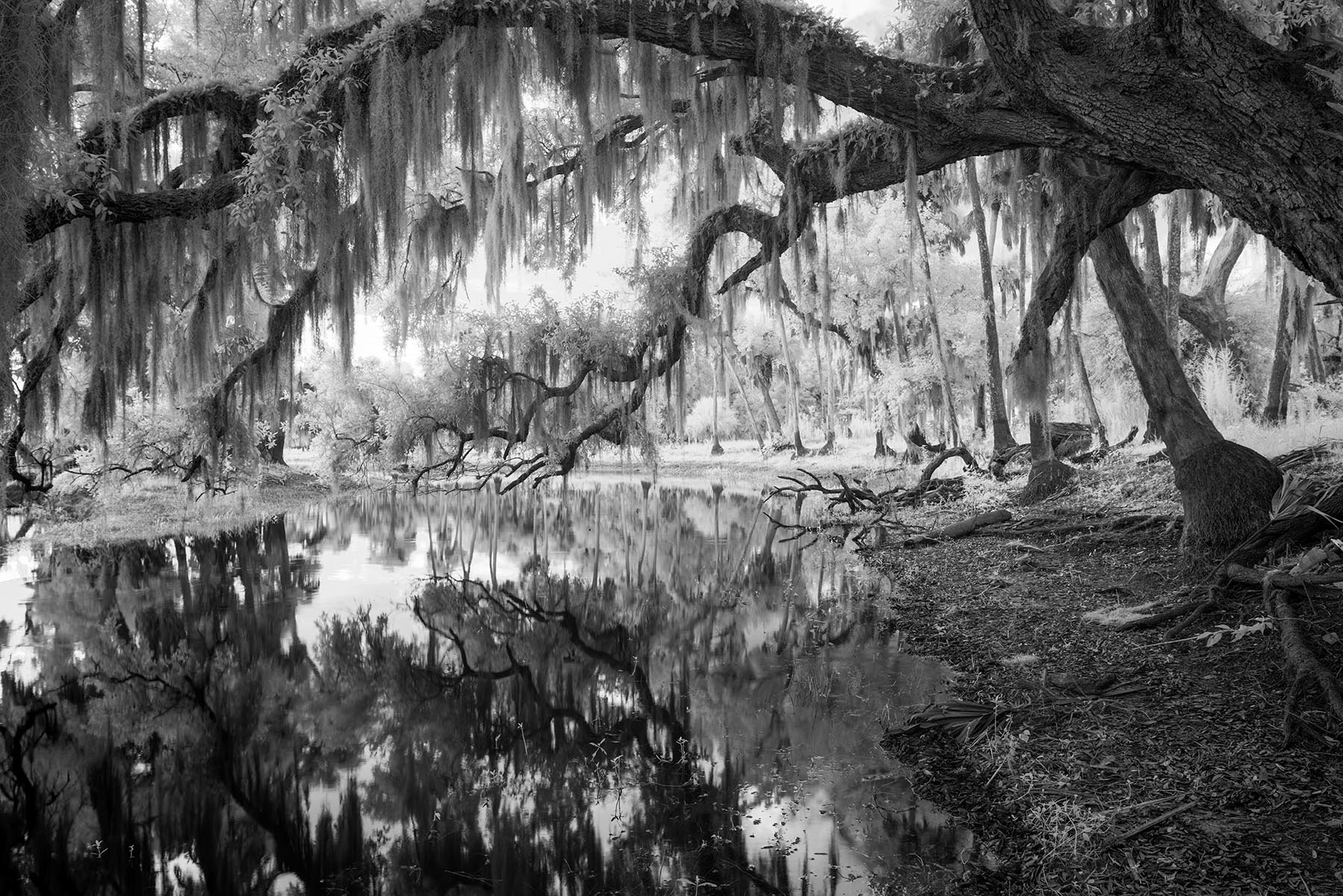 The short name for this beautiful river is the Econ. Part of the St Johns River system, this palm lined river is one of our most...