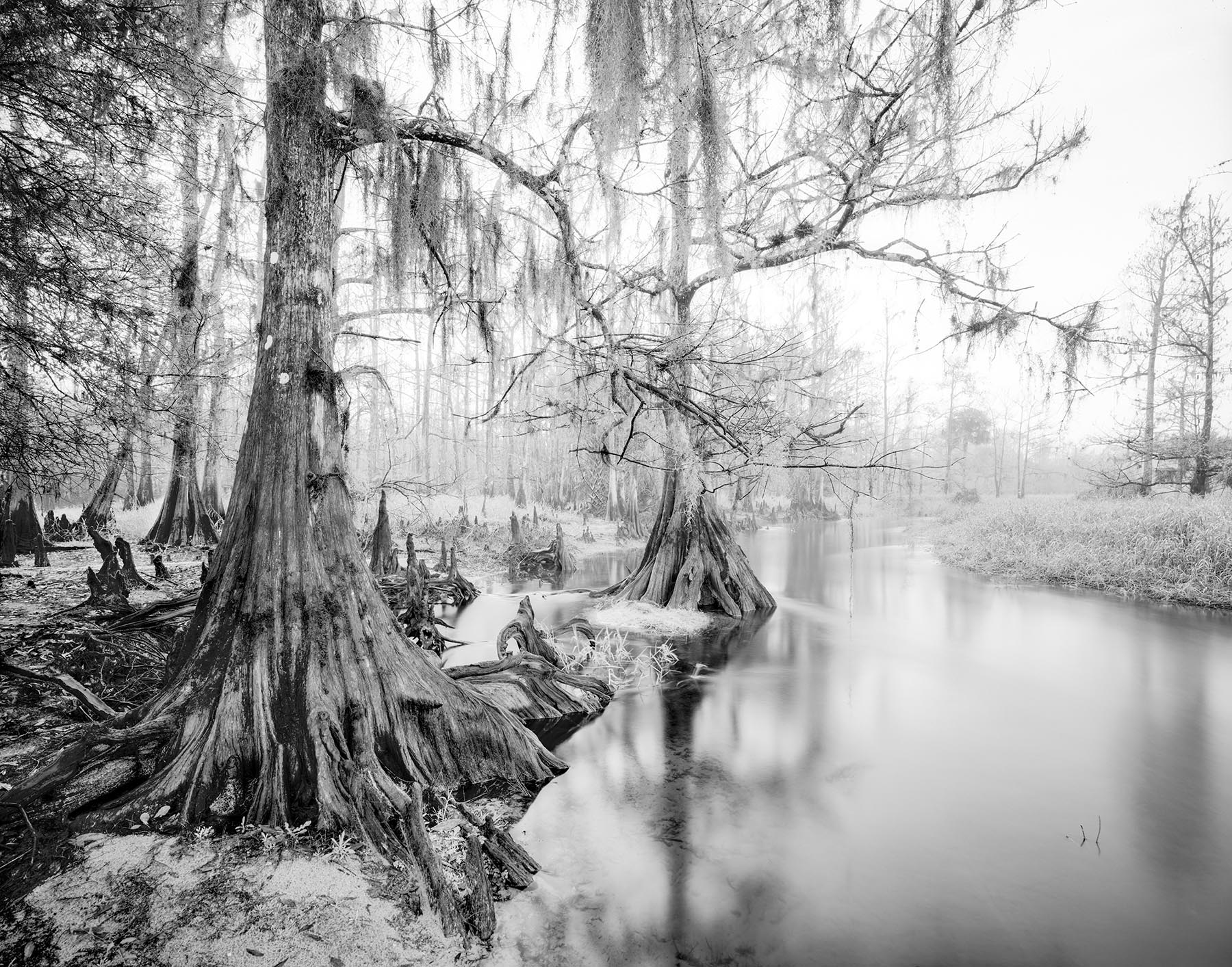 Fisheating Creek fog Fog is the photographers friend, it creates light and atmosphere that are dreamlike. On this day, the fog held on for hours....