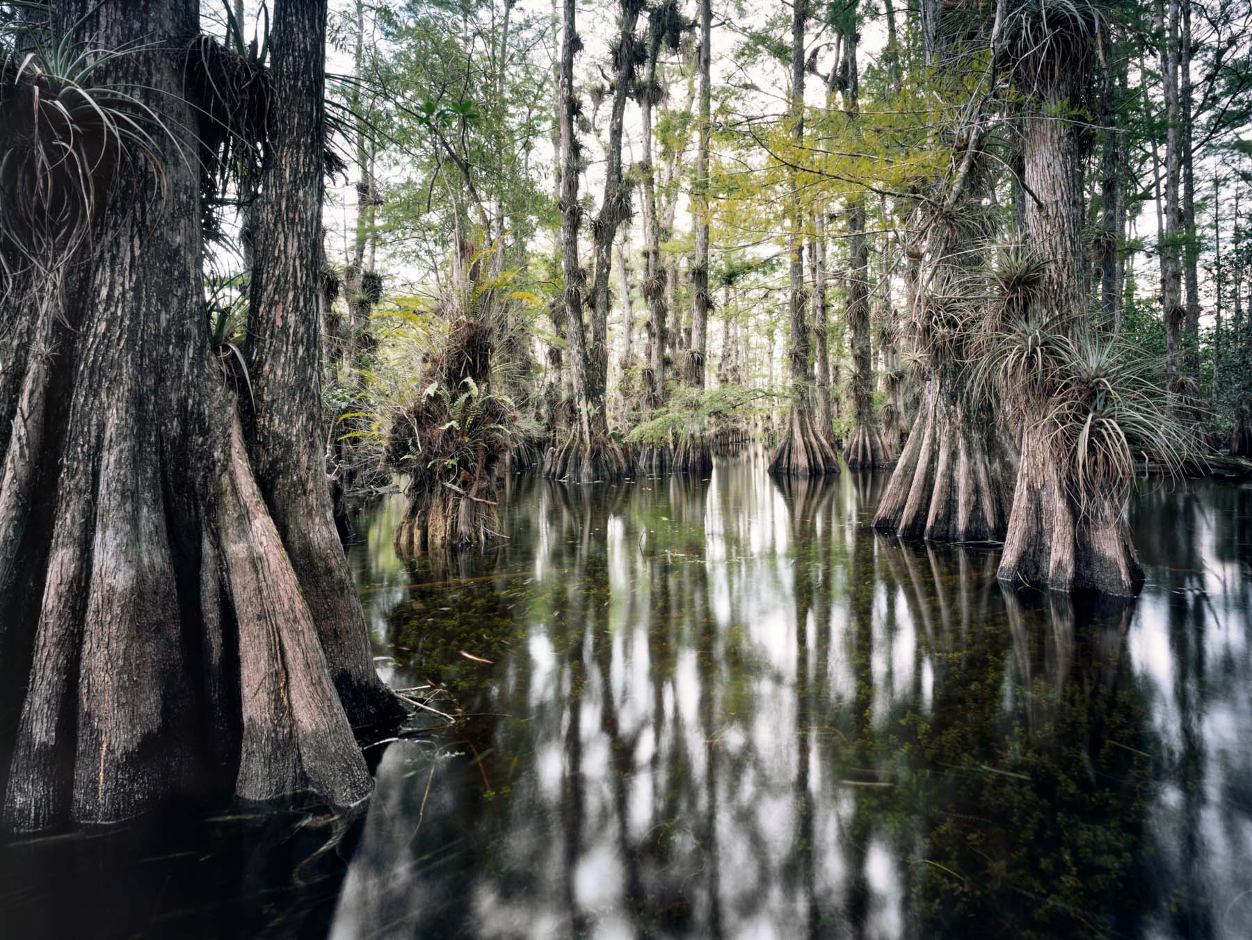 Gator Hook Dome #5 Gator Hook Dome is located in the Big Cypress preserve. This is one of my favorite examples of a classic Cypress...