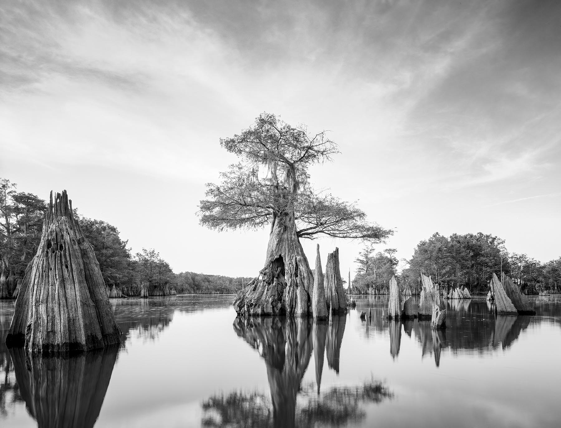 These Cypress trees died a couple hundred years ago during a major flood. The theory is that salt water was pushed north from...
