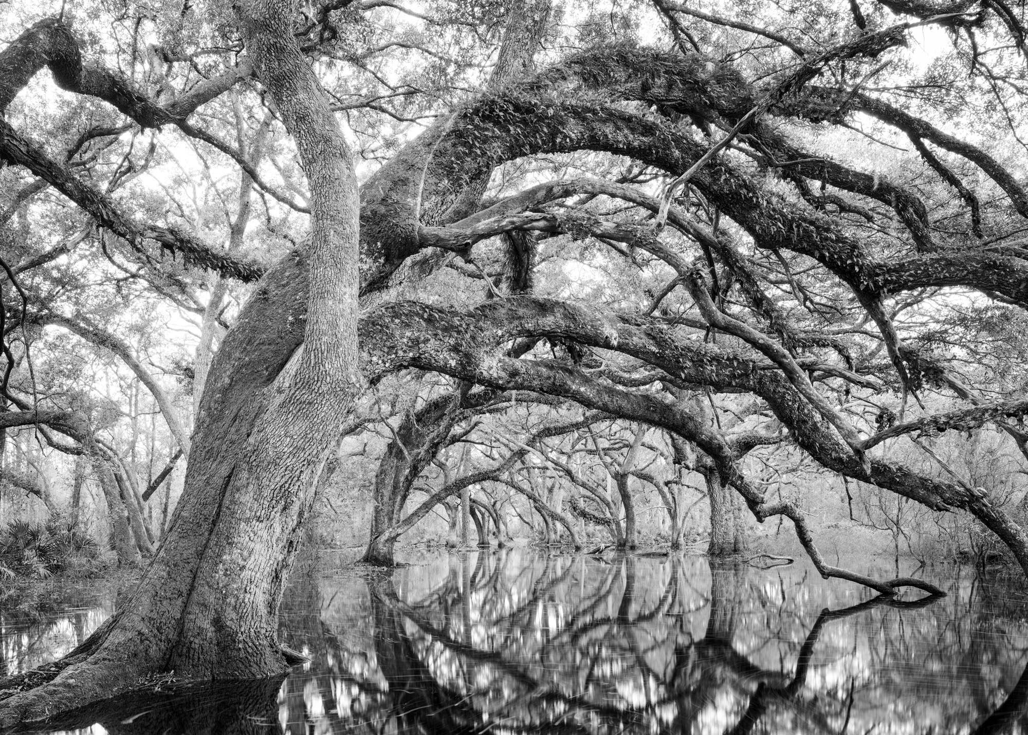 The oak garden when flooded, is a place of immense beauty. It has to be seen to be believed