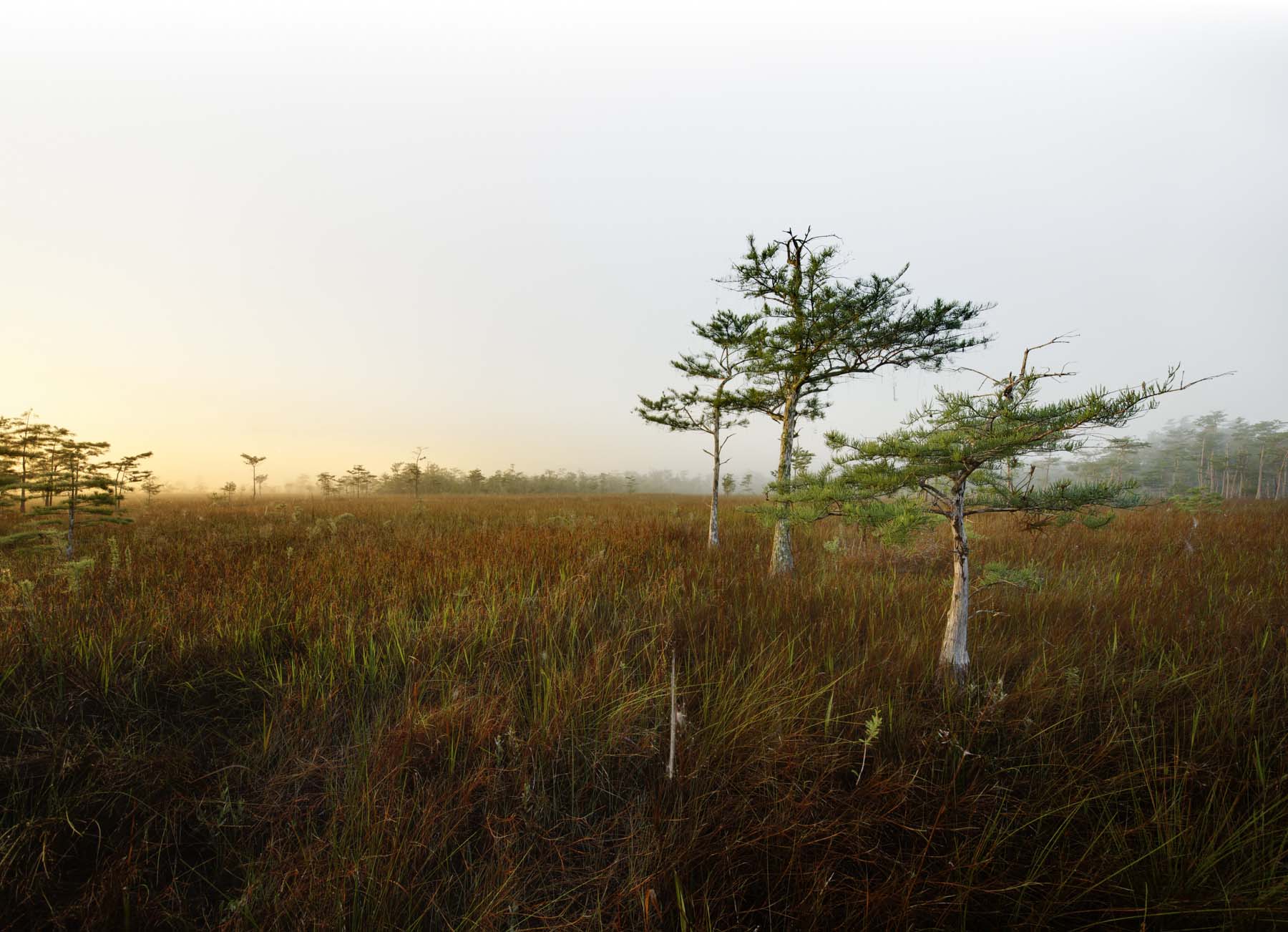 Located on the Western side of the Everglades, the 729,000-acre Big Cypress National Preserve is larger than the District of...