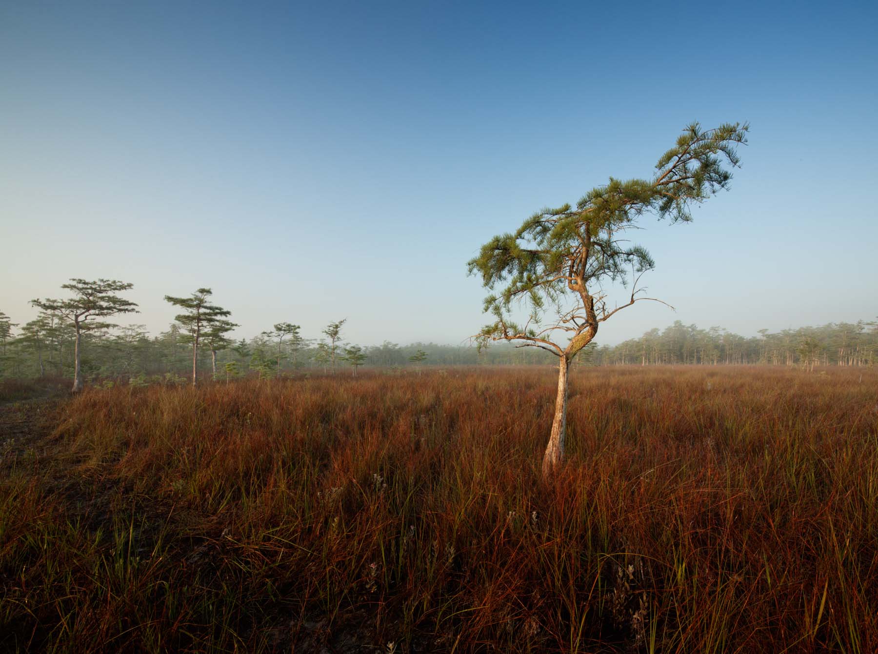 Located on the Western side of the Everglades, the 729,000-acre Big Cypress National Preserve is larger than the District of...